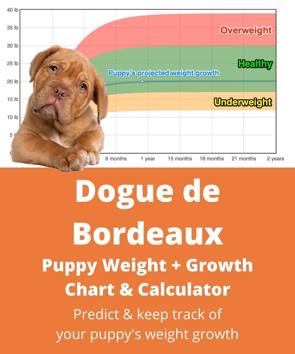 dogue-de-bordeaux Puppy Weight Growth Chart